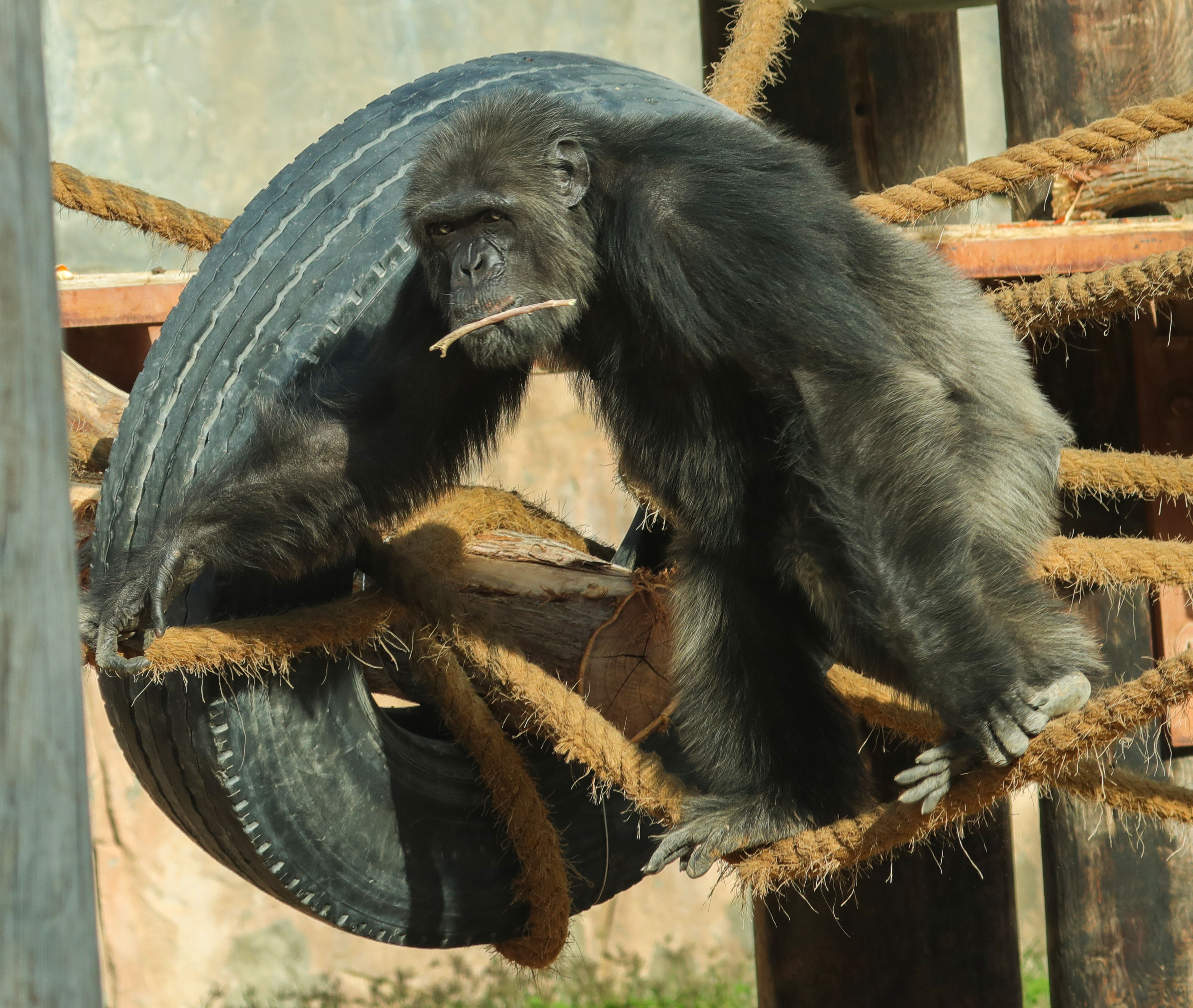 chimpanzeethumnail
