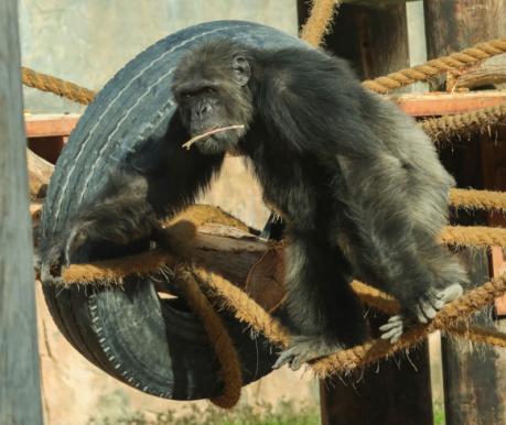 chimpanzeethumnail